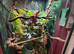 1 year old male panther chameleon