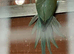 Blue Ringnecks