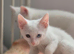 White Kittens Ready To Leave