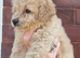 Beautiful cavapoochon puppies