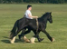13.1h Cob Gelding For loan