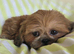 Imperial Shih Tzu Puppy