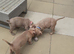 American bully s looking for there forever Holmes