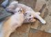 Beautiful GCCF Registered Ragdoll Kittens.