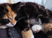 REDUCED Persian x Maincoon