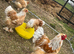 Large fowl lemon Pyle Brahma hatching eggs