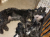 Temperament assessed, part trained Labradoodle boy puppies.