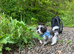 Lhasa lapso cross puppy
