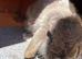 1 year old rabbit and hutch