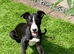 Female whippet