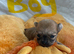 Small chihuahua puppies