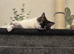 2 year old cat for sale