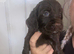 Cocker spaniel for sale
