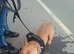 Pocket bully