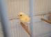 One baby red mosaic canary