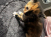 4 stunning kittens