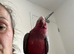 15 week old galah cockatoo boy