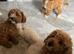 Toy f1b cavapoo puppies