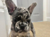 Adorable french bull puppies ready now