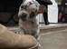 Chihuahua x
