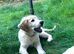 1 boy available