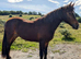 2yr Welsh d gelding to make 14.1/2