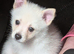 Stunning male pom chi