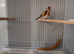 Gold finch