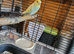 Beautiful Baby Budgies for sale