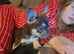 Last french bull dog puppy chocolate and tan