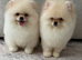 TWO TEDDY BEAR BOYS