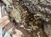 2 miyako toads and tank