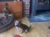Border x Jack Russell Terrier