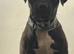 Missing £250 reward