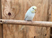 4 Budgies for sale