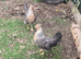 Legbar pullets 16 weeks old