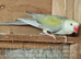 baby mutation ringneck&rsquo;s