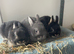 Netherland Dwarf purebred baby Rabbits