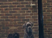 Cane corso girl rehome