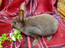 Mini rex girls
