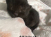 3 Gorgeous Kittens