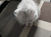 5 years old persian cat for sale