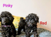 Toy poodle puppies KC reg Fully Vaccinated