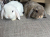 Lovely handsome mini lop boys.
