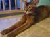 Last two Champion lines Abyssinian kittens