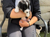 7 adorable cocker spaniel/labrador