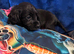 Cocker spaniels puppies ready now&hellip;.