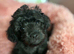 Shihpoo puppies