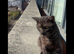 Unknown cat breed for sale 1-2 years old