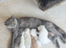 FULL PEDIGREE BRITISH SHORTHAIR KITTENS IN THE COTSWOLDS Champion Bloodline